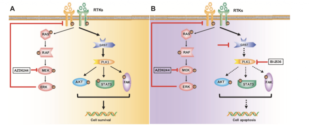 图4.RTK-GRB7-PLK1调节CRC对MEKi的耐药.png