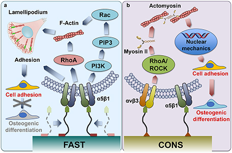 cell adhesive force5.